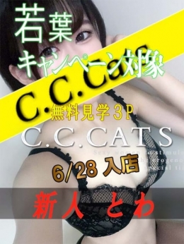 とわ C.C.Cats（シーシーキャッツ） (渋谷発)