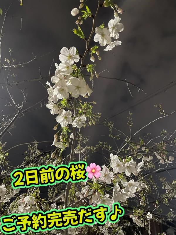 さき（clubさくら日本橋店）