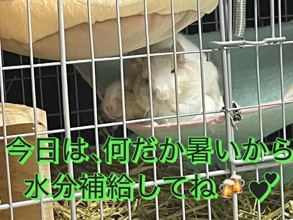 さき（clubさくら日本橋店）