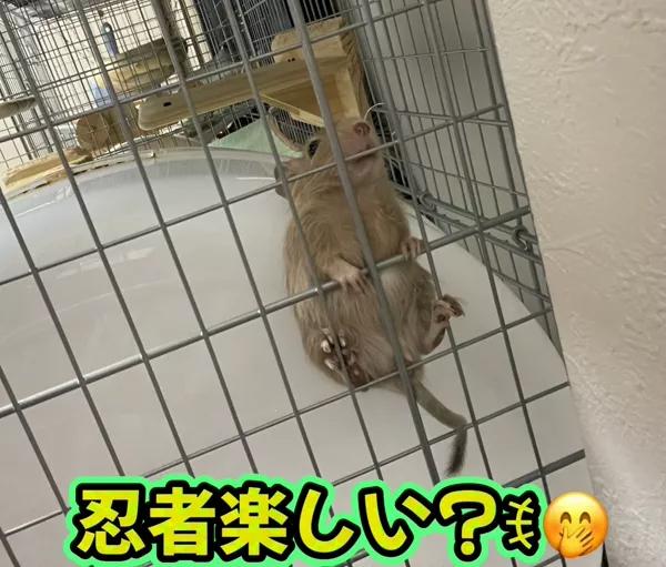 さき（clubさくら日本橋店）