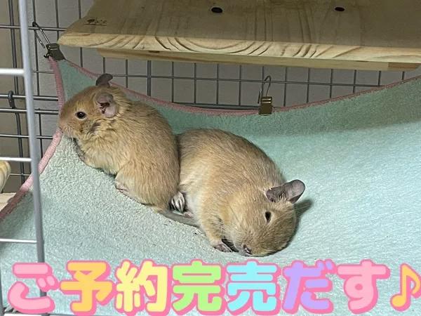 さき（clubさくら日本橋店）