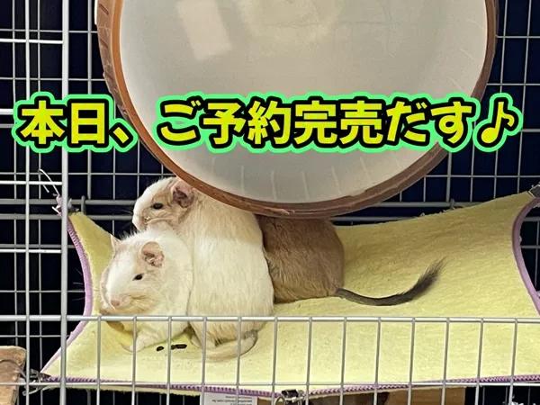 さき（clubさくら日本橋店）