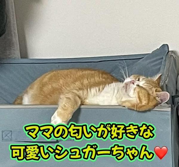 さき（clubさくら日本橋店）