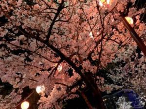 夜桜見てきたよ(*´ ˘ `*)