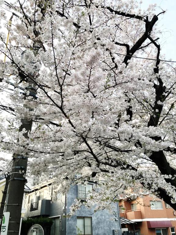 4月〜(*&acute;&forall;｀*)