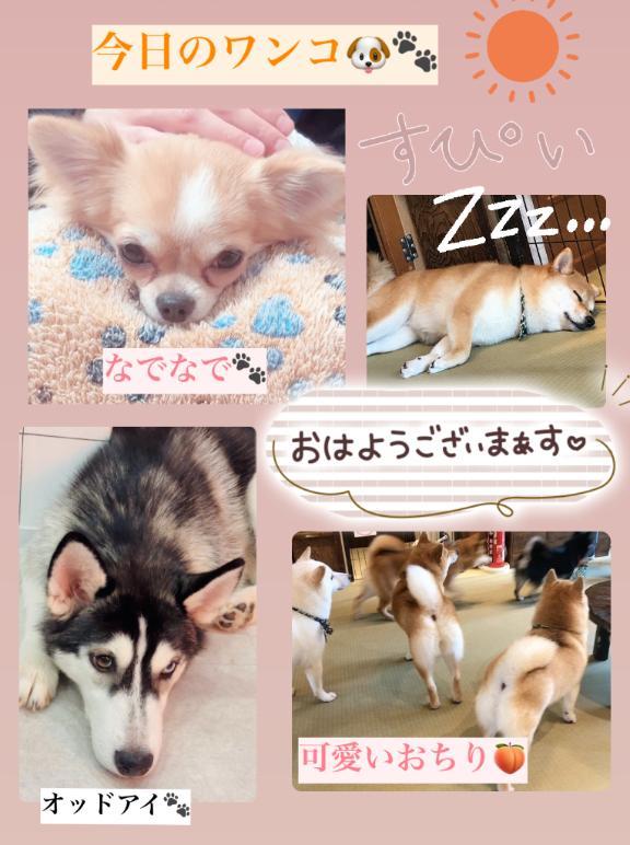 愛犬の日<img class="emojione" alt="🐶" title=":dog:" src="https://fuzoku.jp/assets/img/emojione/1f436.png"/><img class="emojione" alt="🐾" title=":feet:" src="https://fuzoku.jp/assets/img/emojione/1f43e.png"/>