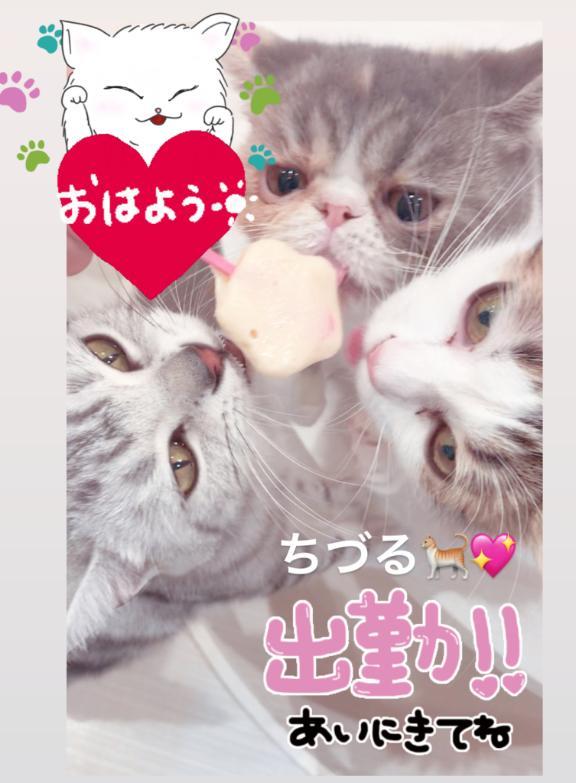 おはにゃん<img class="emojione" alt="🐈" title=":cat2:" src="https://fuzoku.jp/assets/img/emojione/1f408.png"/><img class="emojione" alt="💖" title=":sparkling_heart:" src="https://fuzoku.jp/assets/img/emojione/1f496.png"/>
