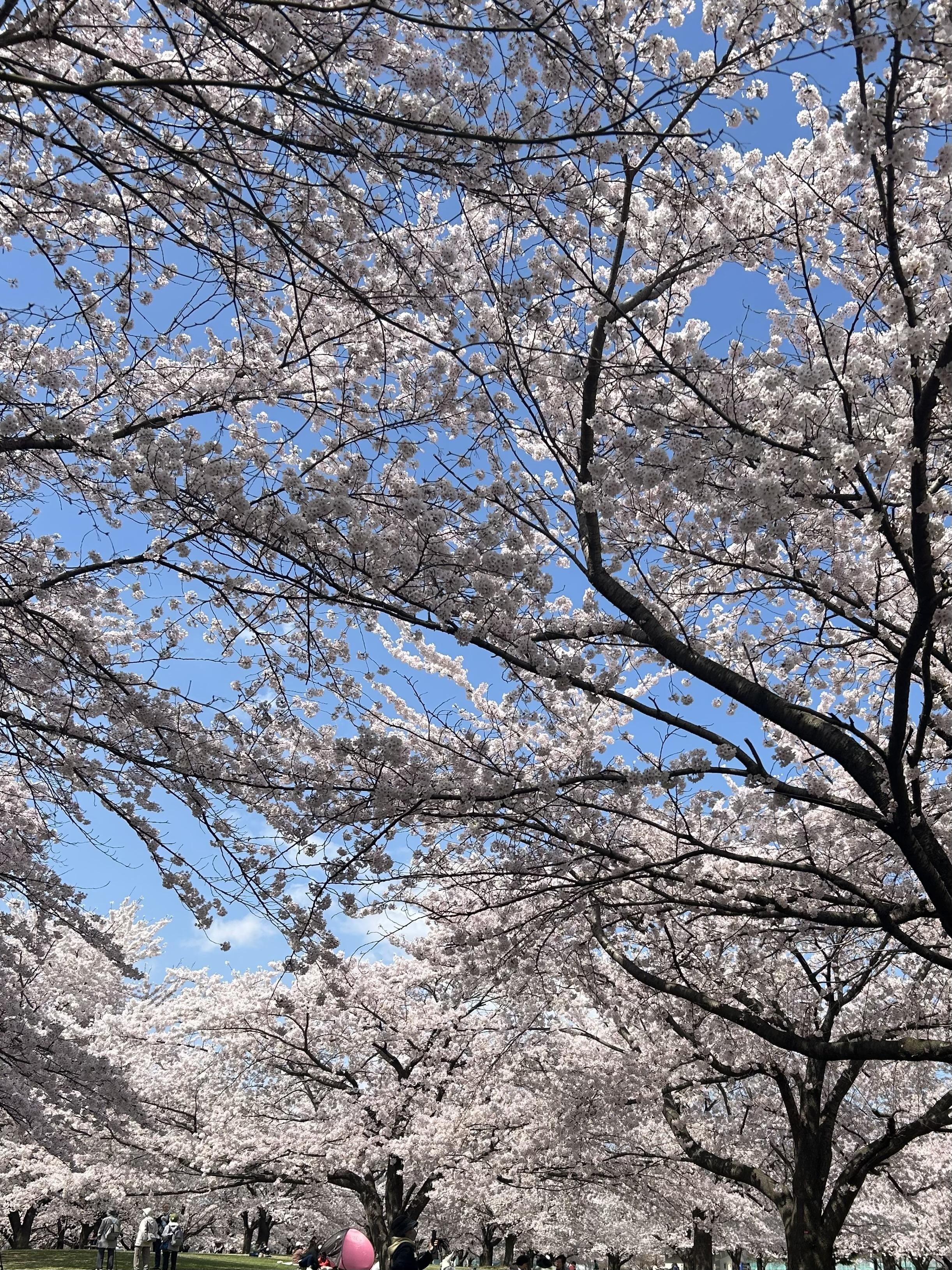 お花見