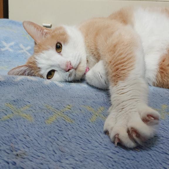 茶々丸君