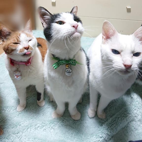 カイ＆アントン＆ハナ