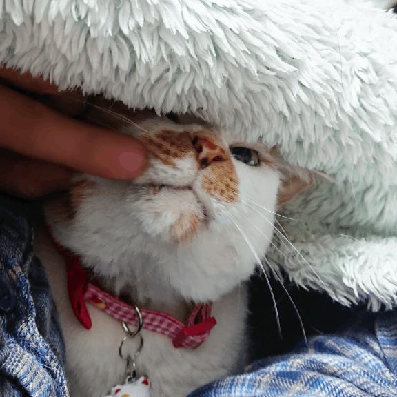 布団の中の甘えん坊ちゃん
