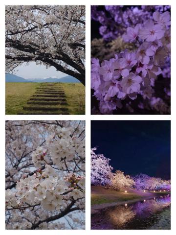 春爛漫… <img class="emojione" alt="🌸" title=":cherry_blossom:" src="https://fuzoku.jp/assets/img/emojione/1f338.png"/>