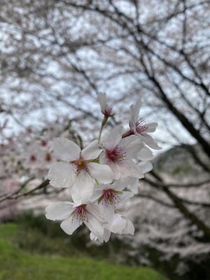 ありがとう🩷