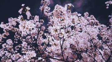 4月<img class="emojione" alt="🌸" title=":cherry_blossom:" src="https://fuzoku.jp/assets/img/emojione/1f338.png"/>