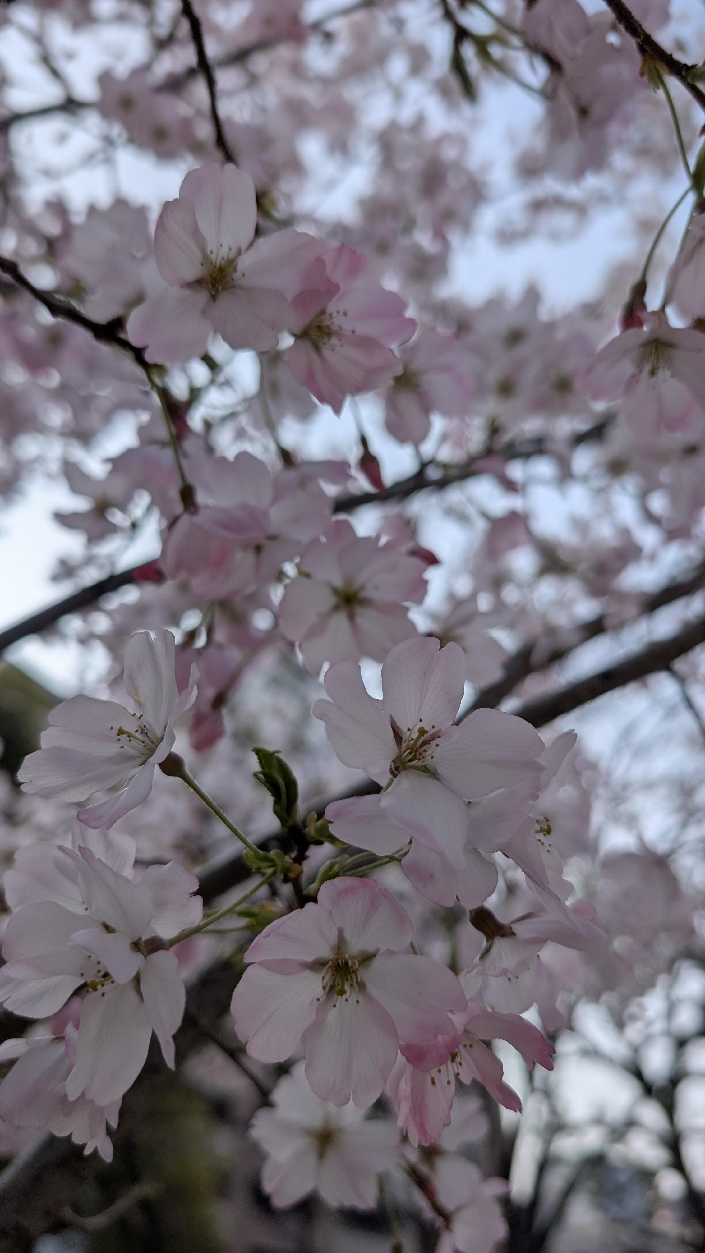 春眠暁を覚えず