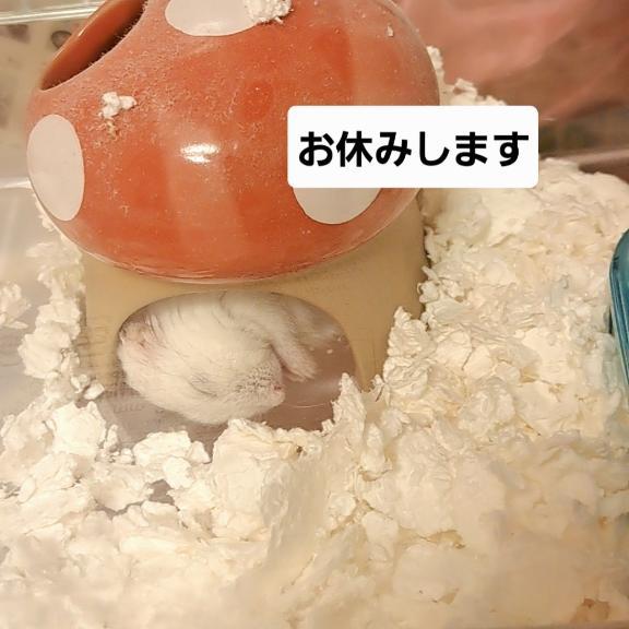 本日はお休みします