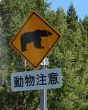 熊注意⚠️って　磐越道