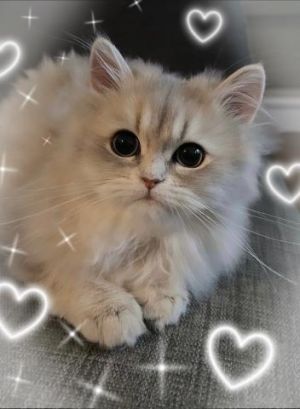 退勤だにゃ<img class="emojione" alt="🐱" title=":cat:" src="https://fuzoku.jp/assets/img/emojione/1f431.png"/><img class="emojione" alt="💖" title=":sparkling_heart:" src="https://fuzoku.jp/assets/img/emojione/1f496.png"/>