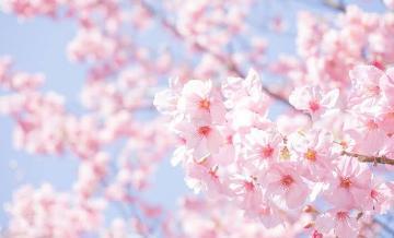 サクラサケ<img class="emojione" alt="🌸" title=":cherry_blossom:" src="https://fuzoku.jp/assets/img/emojione/1f338.png"/>