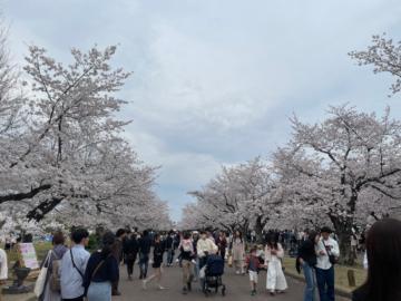 桜舞い散る中に忘れた記憶と