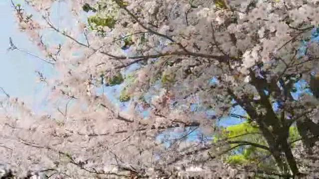 あおい動画