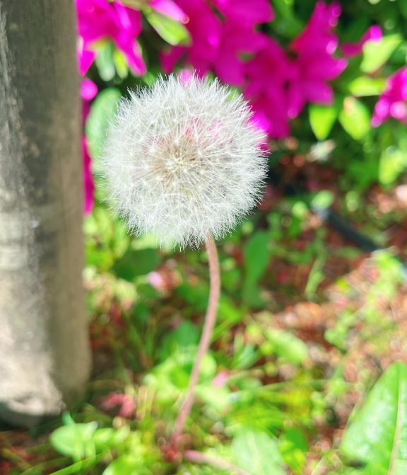 新緑の季節ですねっ