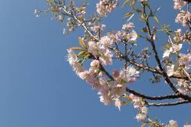<img class="emojione" alt="🌸" title=":cherry_blossom:" src="https://fuzoku.jp/assets/img/emojione/1f338.png"/>4月1日<img class="emojione" alt="🌸" title=":cherry_blossom:" src="https://fuzoku.jp/assets/img/emojione/1f338.png"/>