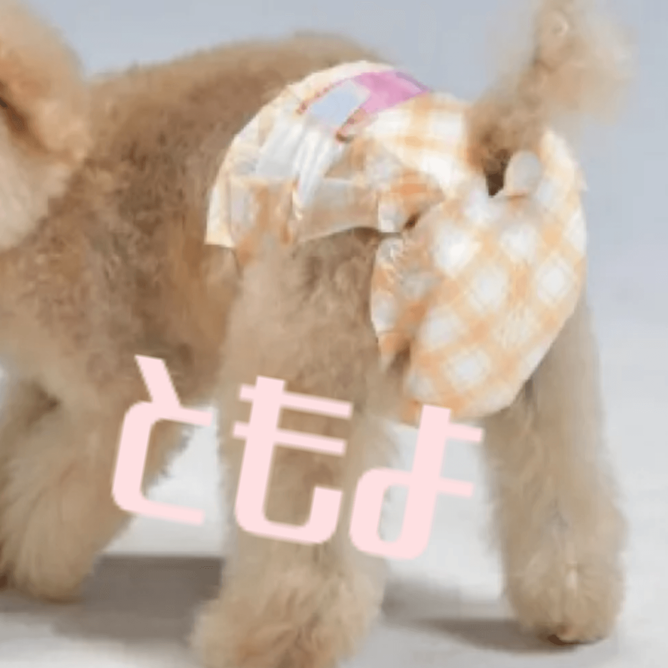 わんこのオムツかわよいよね！