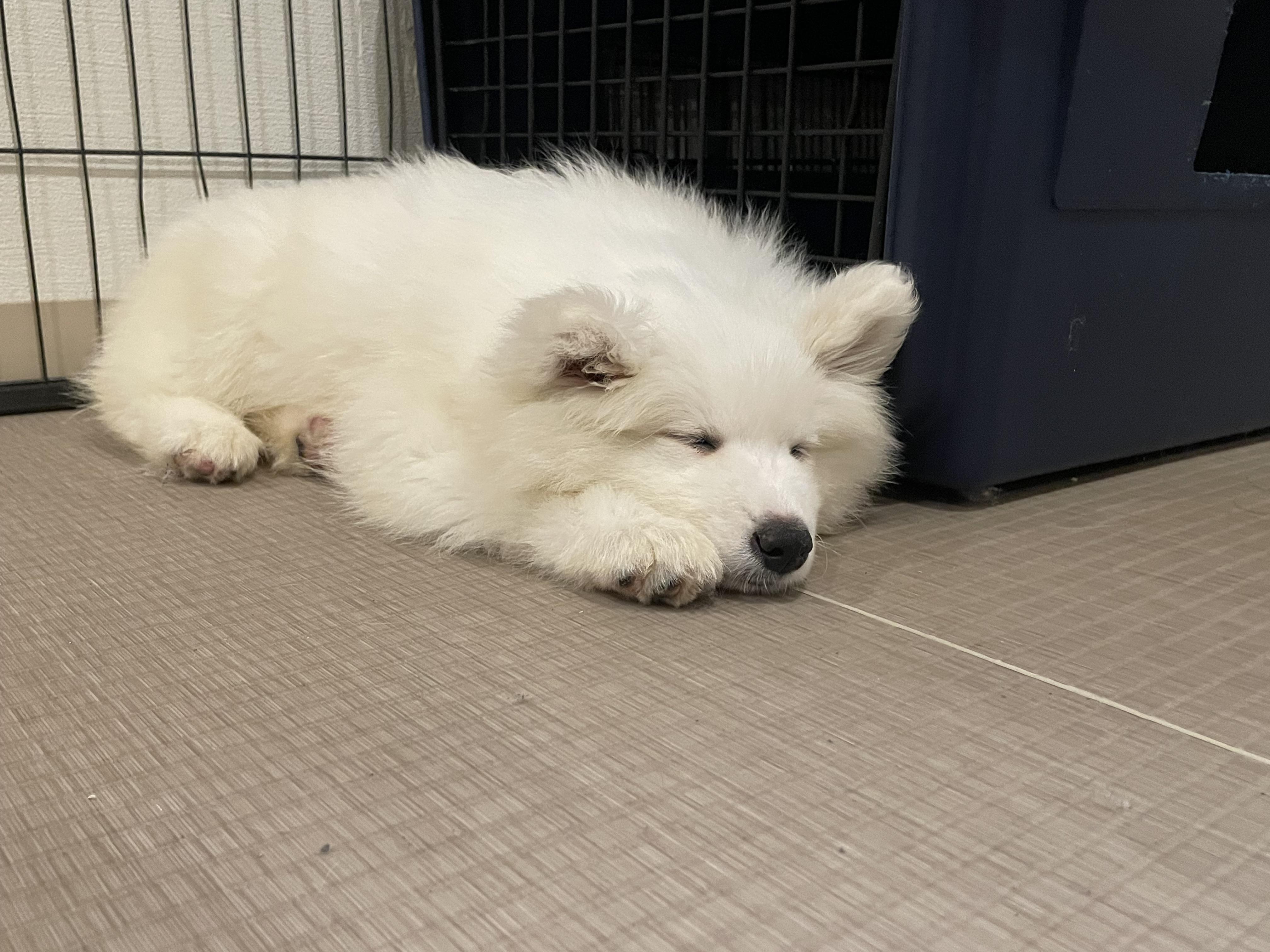 お休みです<img class="emojione" alt="😭" title=":sob:" src="https://fuzoku.jp/assets/img/emojione/1f62d.png"/><img class="emojione" alt="💦" title=":sweat_drops:" src="https://fuzoku.jp/assets/img/emojione/1f4a6.png"/>