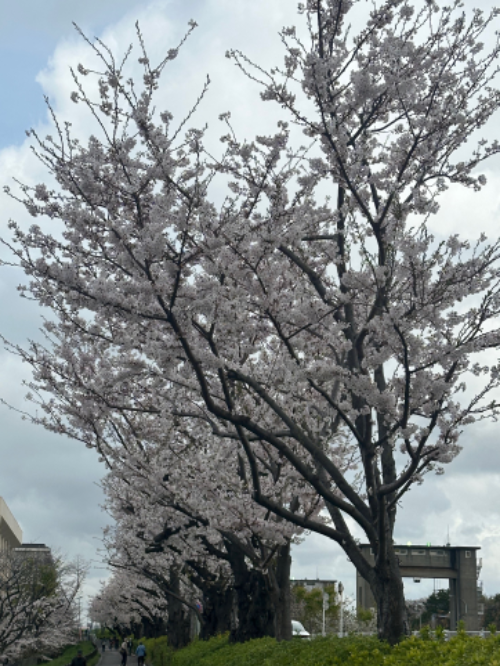 横目で