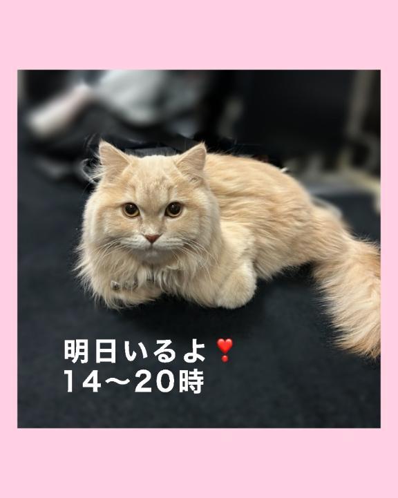 11/8(土)出勤<img class="emojione" alt="❣️" title=":heart_exclamation:" src="https://fuzoku.jp/assets/img/emojione/2763.png"/>