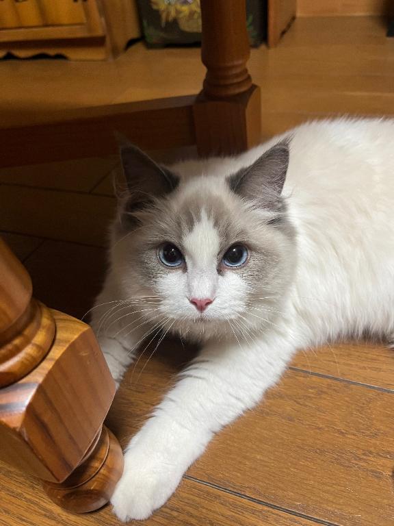 <img class="emojione" alt="😻" title=":heart_eyes_cat:" src="https://fuzoku.jp/assets/img/emojione/1f63b.png"/>