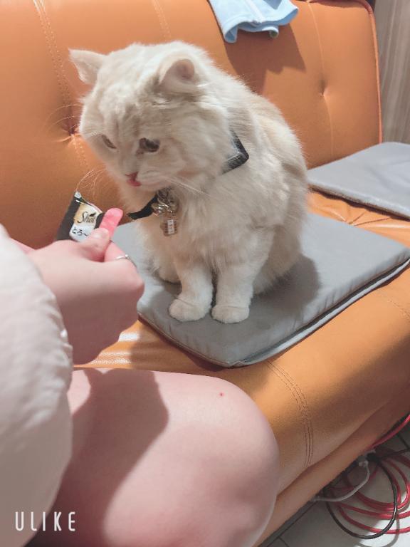 かわいいことりさん<img class="emojione" alt="🐱" title=":cat:" src="https://fuzoku.jp/assets/img/emojione/1f431.png"/>