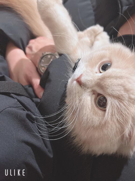 昨日のことり店長さんと<img class="emojione" alt="🐱" title=":cat:" src="https://fuzoku.jp/assets/img/emojione/1f431.png"/>