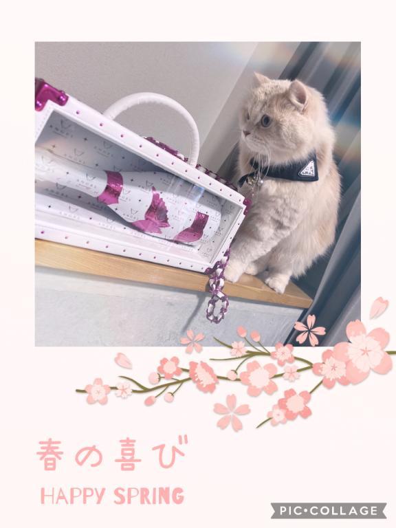 かわいいことりさん<img class="emojione" alt="🐱" title=":cat:" src="https://fuzoku.jp/assets/img/emojione/1f431.png"/>