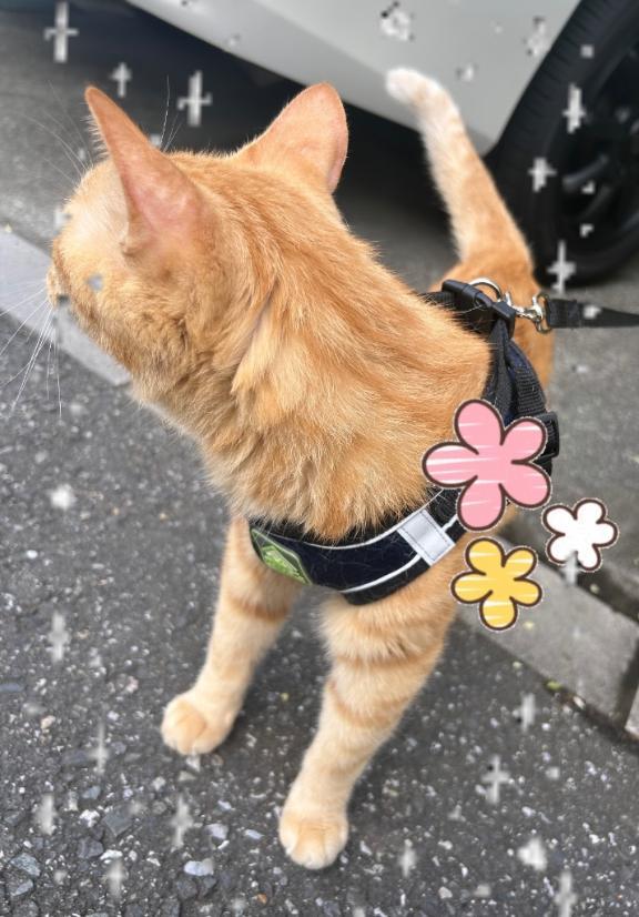 今週の出勤<img class="emojione" alt="🌸" title=":cherry_blossom:" src="https://fuzoku.jp/assets/img/emojione/1f338.png"/>