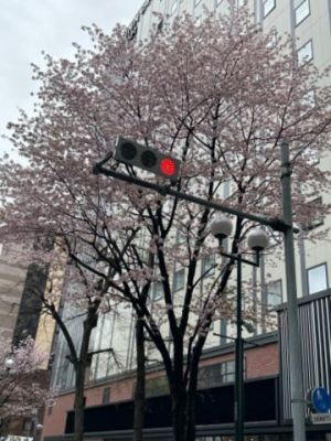 桜！といえばソング！