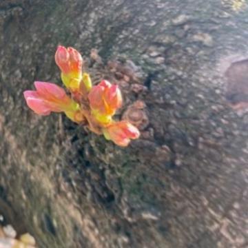 桜を発見
