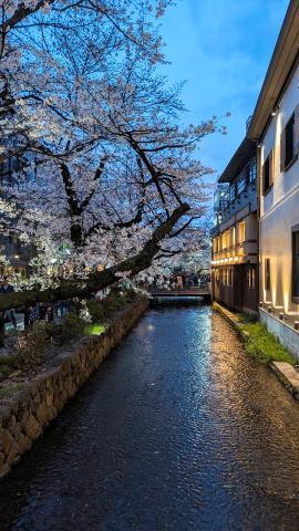 木屋町の桜<img class="emojione" alt="🌸" title=":cherry_blossom:" src="https://fuzoku.jp/assets/img/emojione/1f338.png"/><img class="emojione" alt="✨" title=":sparkles:" src="https://fuzoku.jp/assets/img/emojione/2728.png"/>