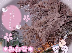 ☆夜桜*ﾟ☆