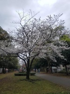 色んな品種の桜(女のコ♡)
