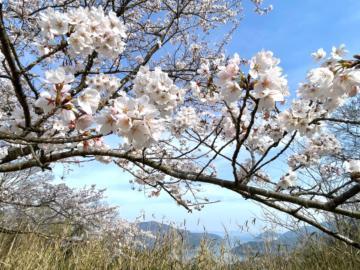 桜雨