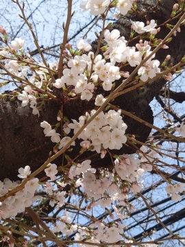 本日出勤です<img class="emojione" alt="🌸" title=":cherry_blossom:" src="https://fuzoku.jp/assets/img/emojione/1f338.png"/>