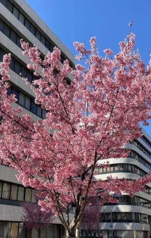 春<img class="emojione" alt="🌸" title=":cherry_blossom:" src="https://fuzoku.jp/assets/img/emojione/1f338.png"/>