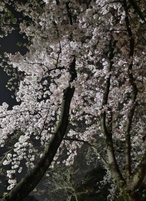 夜桜<img class="emojione" alt="🌸" title=":cherry_blossom:" src="https://fuzoku.jp/assets/img/emojione/1f338.png"/>