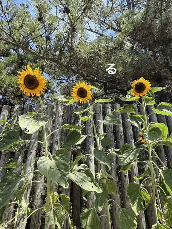 夏に見下ろされる
