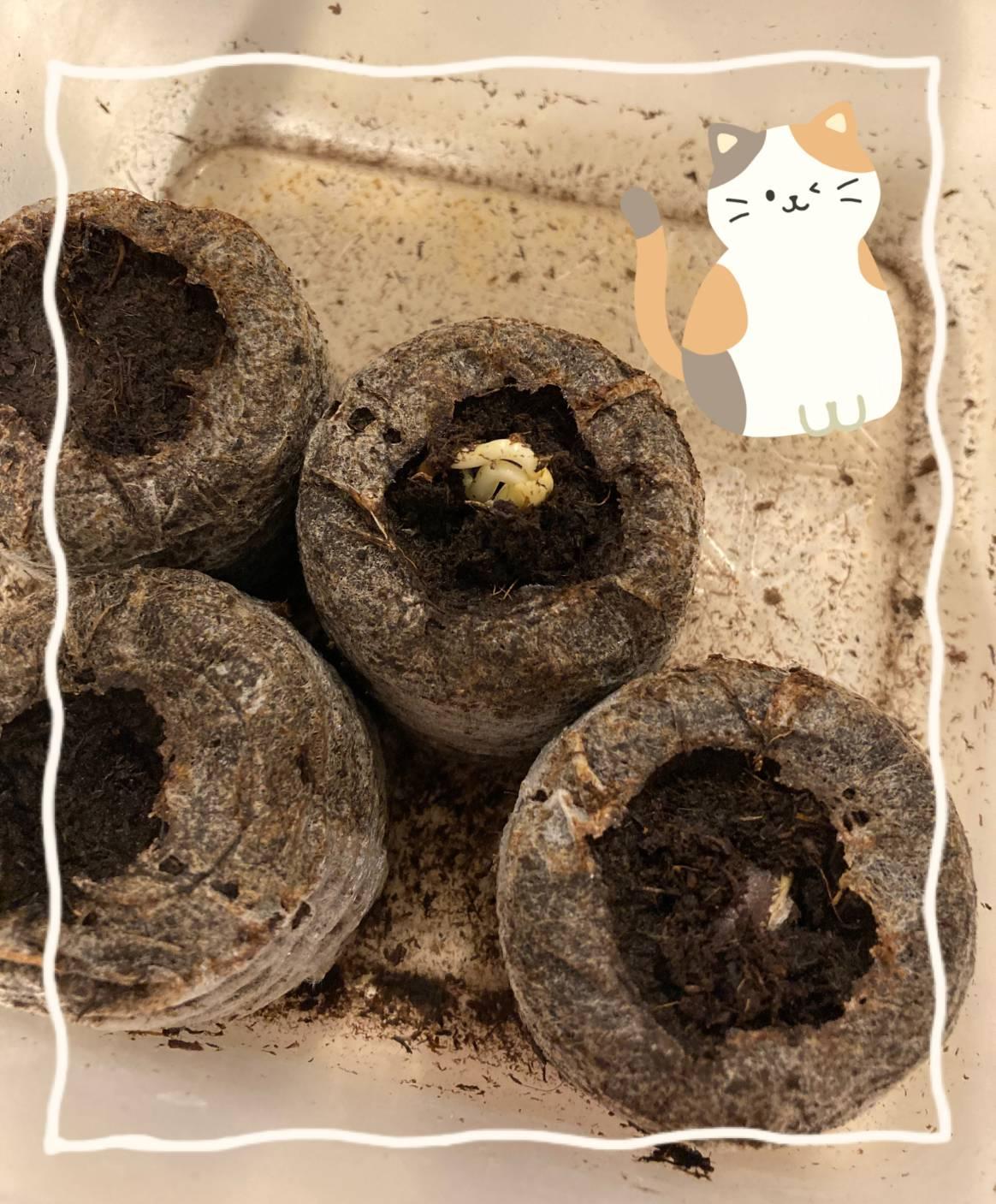 芽が出る
