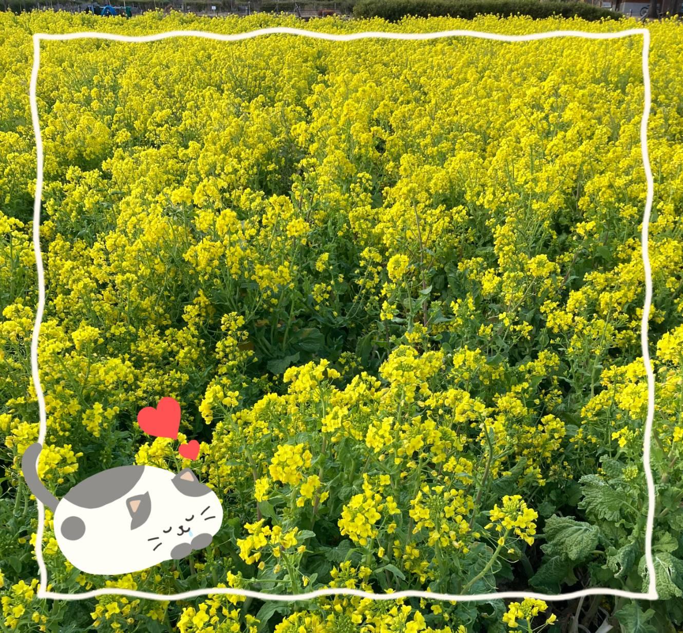 菜の花