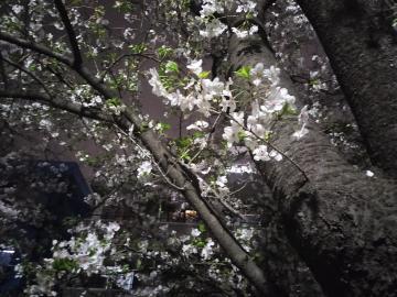 葉桜⁇