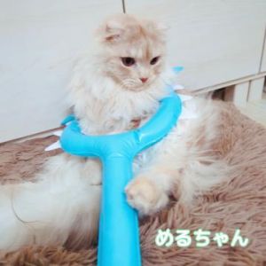 <img class="emojione" alt="🐱" title=":cat:" src="https://fuzoku.jp/assets/img/emojione/1f431.png"/>討伐<img class="emojione" alt="🐱" title=":cat:" src="https://fuzoku.jp/assets/img/emojione/1f431.png"/>